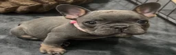 French Bulldog dogs for sale: Blossom - Ad 2