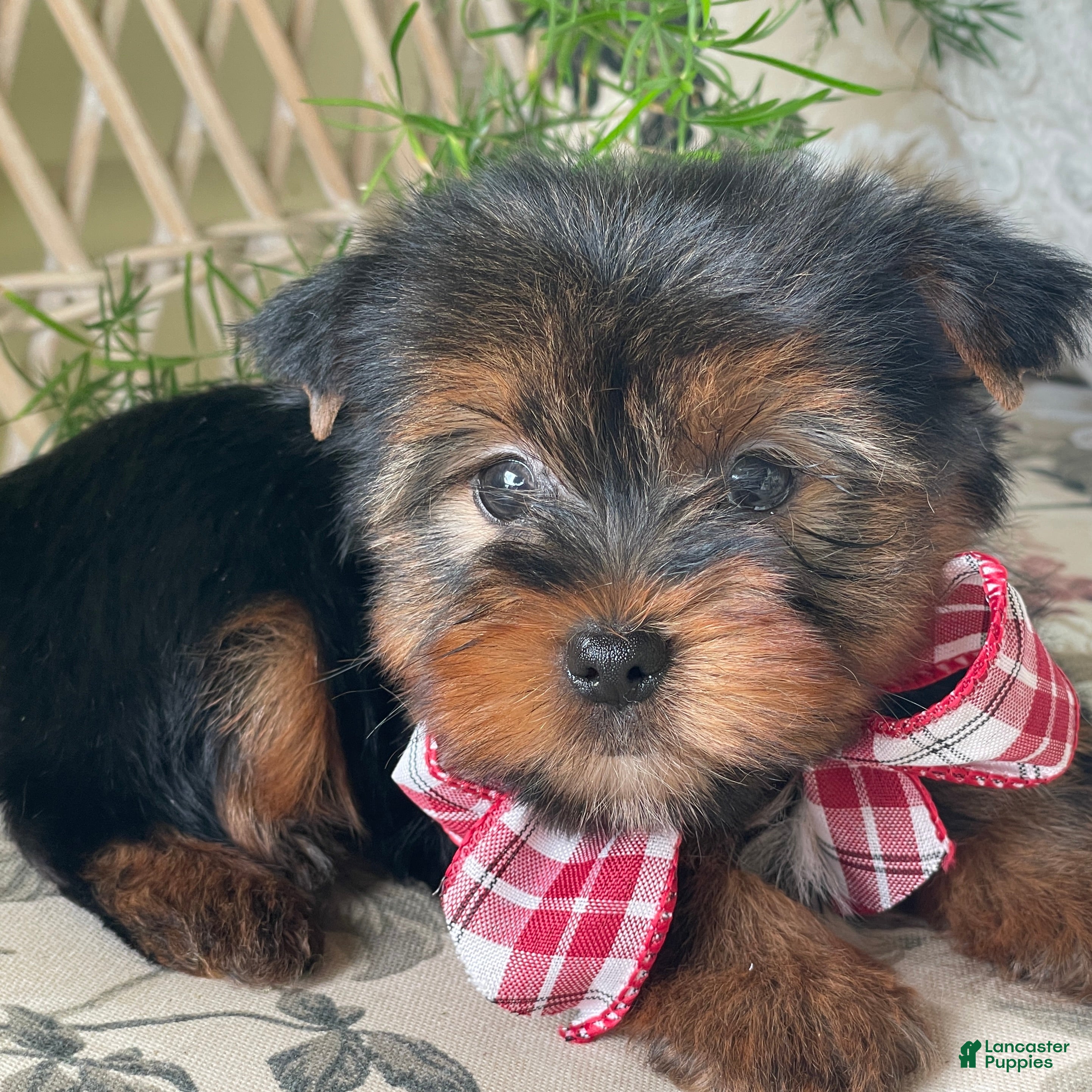 Yorkshire Terrier dogs Scooby - Ad 2