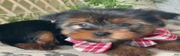 Yorkshire Terrier dogs for sale: Scooby - Ad 2