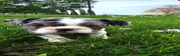 Mixed Breed dogs for sale: Mini Merle Girl - Ad 3