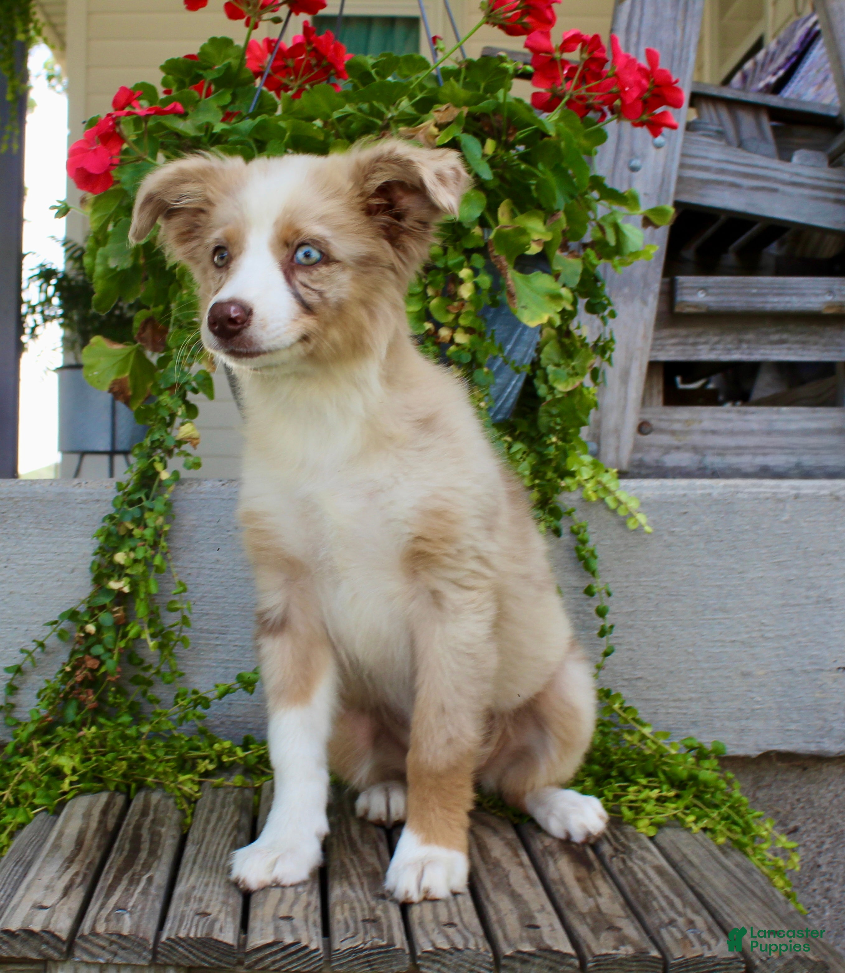 Australian Shepherd dogs Tootsie - Ad 2
