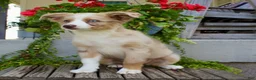 Australian Shepherd dogs for sale: Tootsie - Ad 2