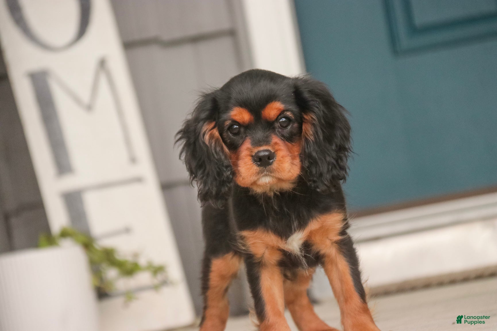 Cavalier King Charles Spaniel dogs Leroy Cavalier King Charles Spaniel  - Ad 1