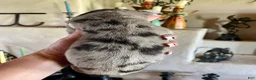 Great Dane dogs for sale: Phantom's Energy Shifter "Jaylen Brown" - Ad 5