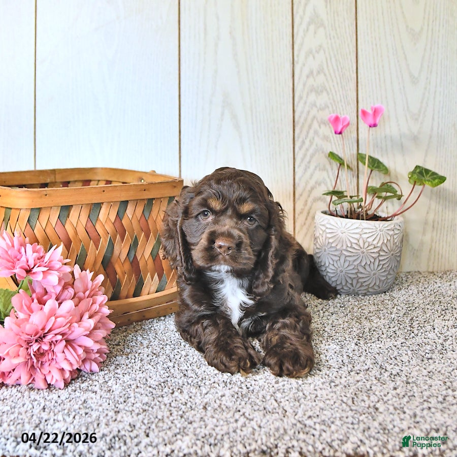 Cocker Spaniel dogs Katie - Ad 2