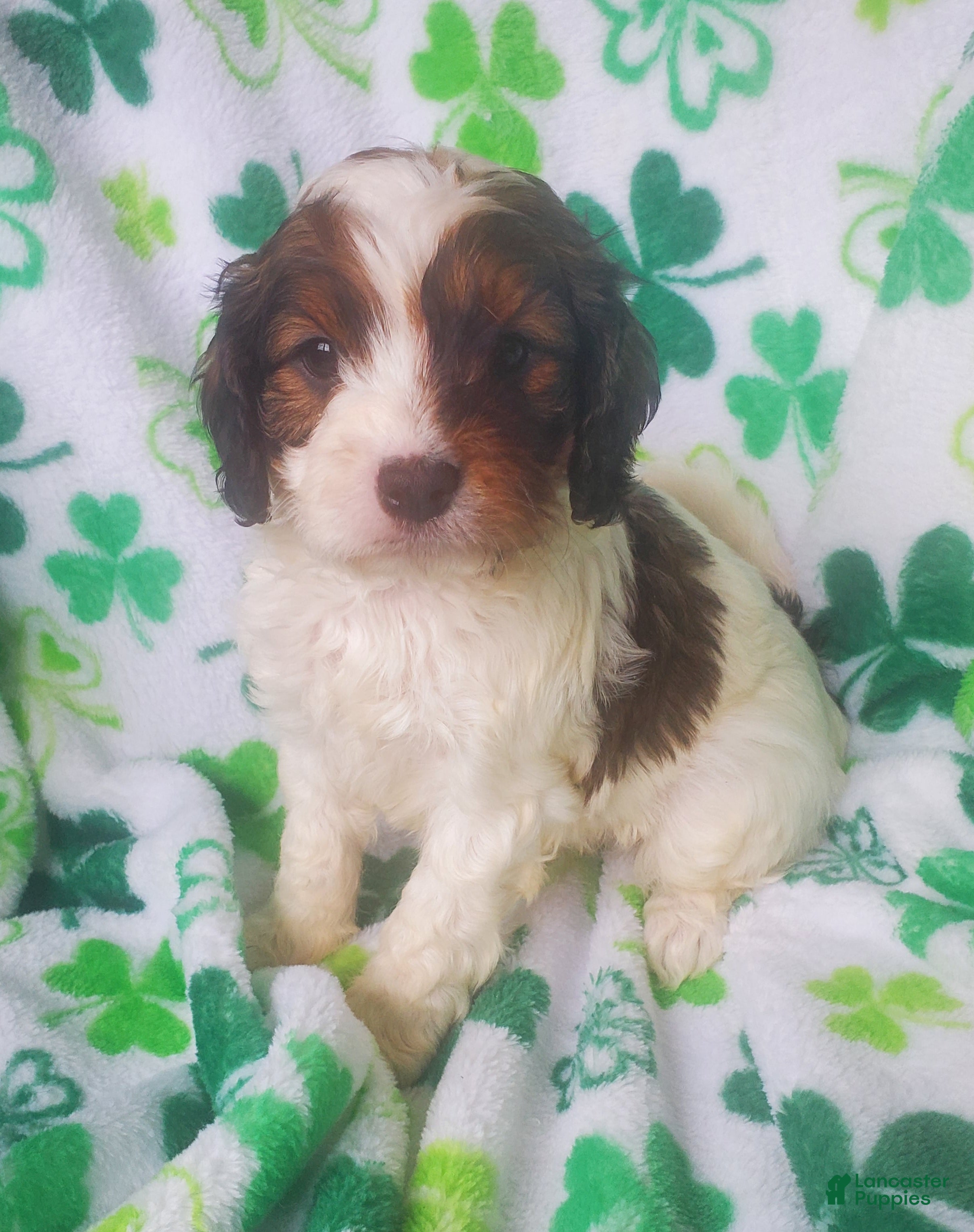 Cavapoo dogs Silas - Ad 2