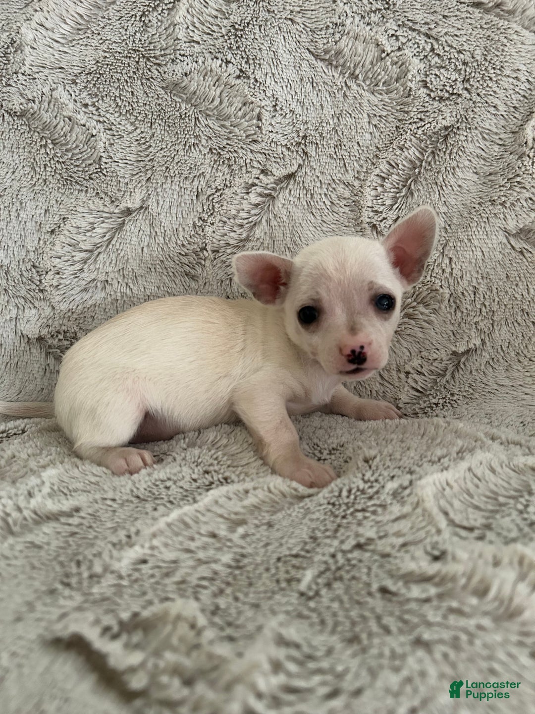 Chihuahua dogs for sale: Pixie - Ad 1