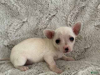 Chihuahua dogs Pixie - Ad 38