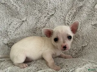 Chihuahua dogs Pixie - Ad 38