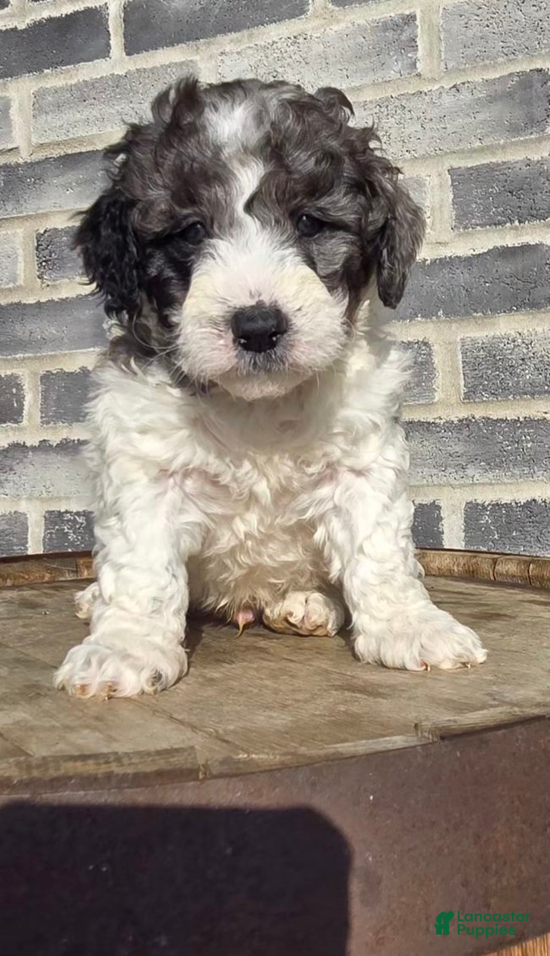 Mini Goldendoodle dogs for sale: Smokey - Ad 2