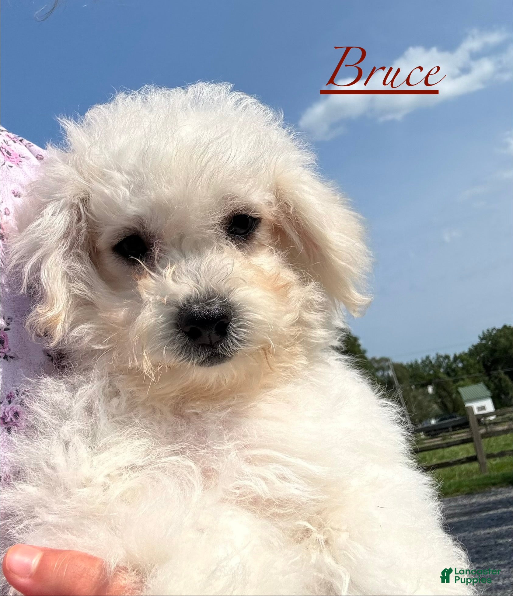Bichpoo dogs for sale: Bruce  - Ad 7