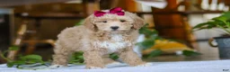 Miniature Poodle dogs for sale: Chloe - Ad 2
