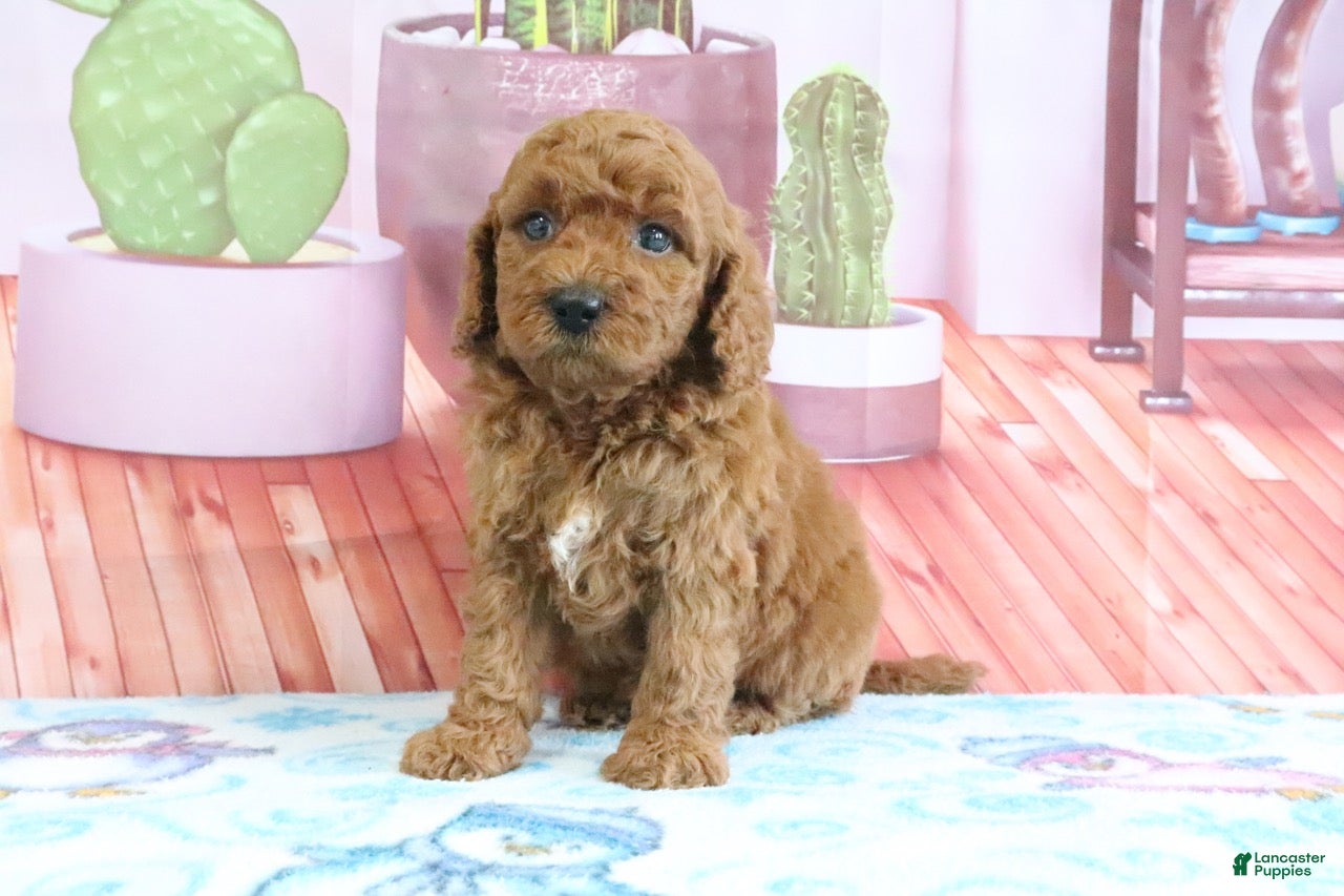 Mini Goldendoodle dogs Pansey - Ad 2