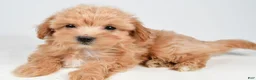 Maltipoo dogs for sale: Piper - Ad 4