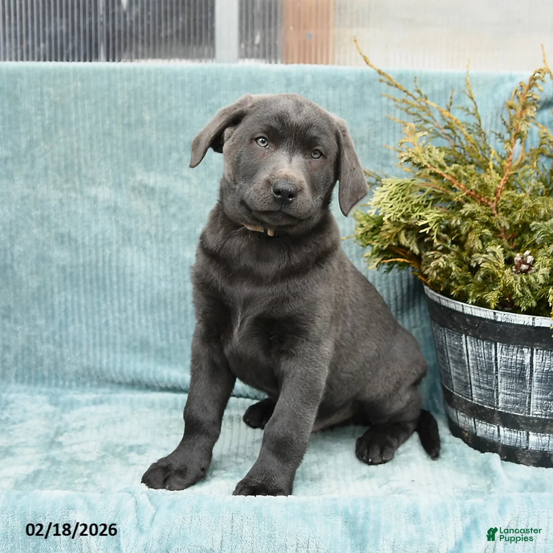 Labrador Retriever dogs for sale: Storm   - Ad 2