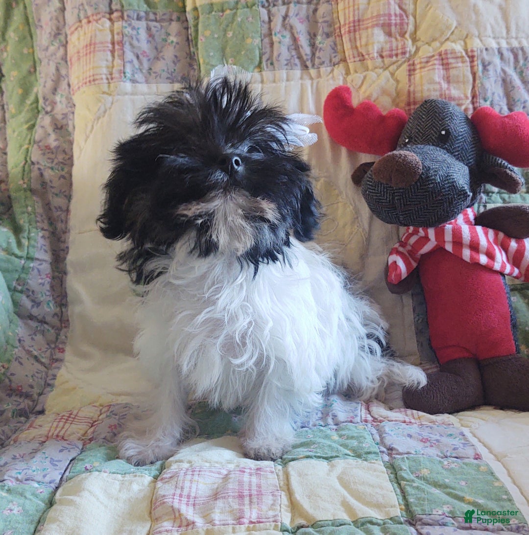 Yorkiepoo dogs for sale: Little Teapot  - Ad 4