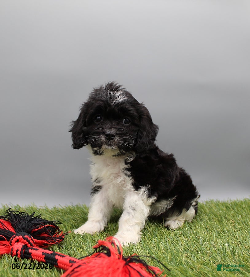 Cockapoo dogs Trixie - Ad 1