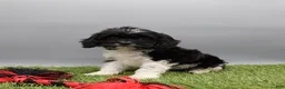 Cockapoo dogs for sale: Trixie - Ad 1