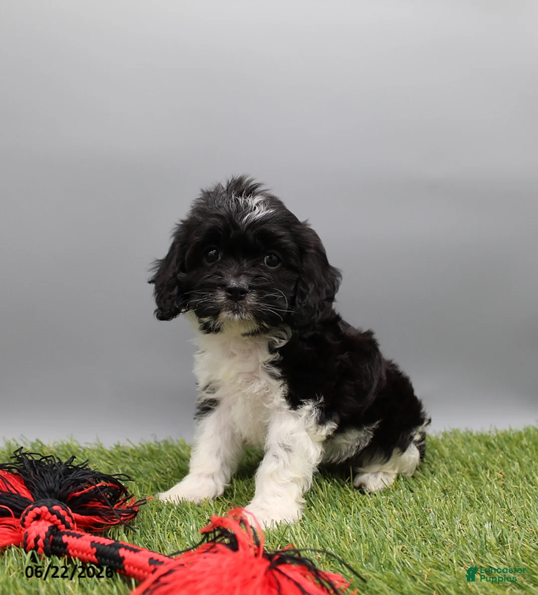 Cockapoo dogs for sale: Trixie - Ad 1