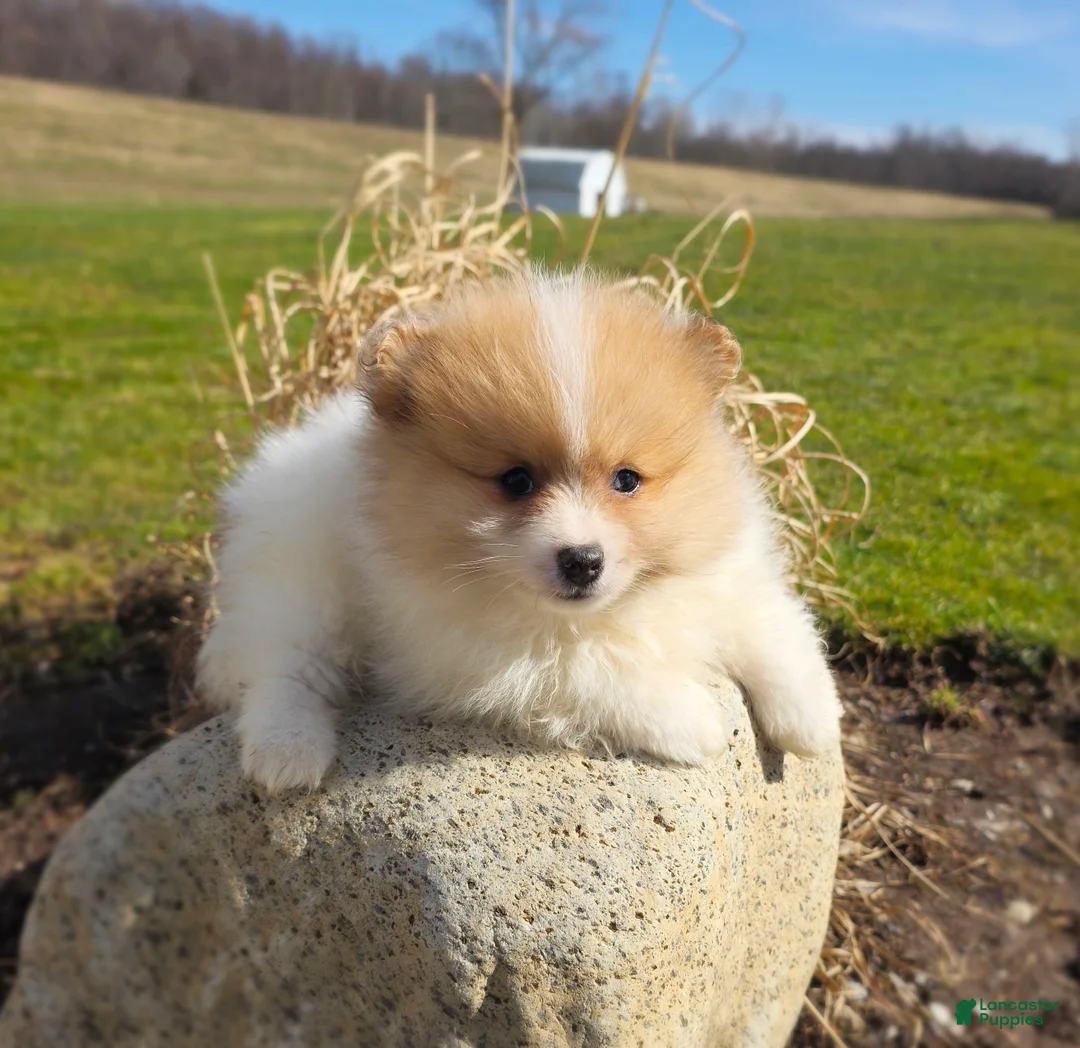 Pomeranian dogs for sale: Cleo - Ad 2