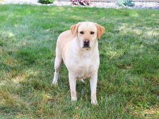 Labrador Retriever dogs Lilly A - Ad 40