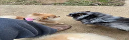 Pomeranian dogs for sale: Pica - Ad 9