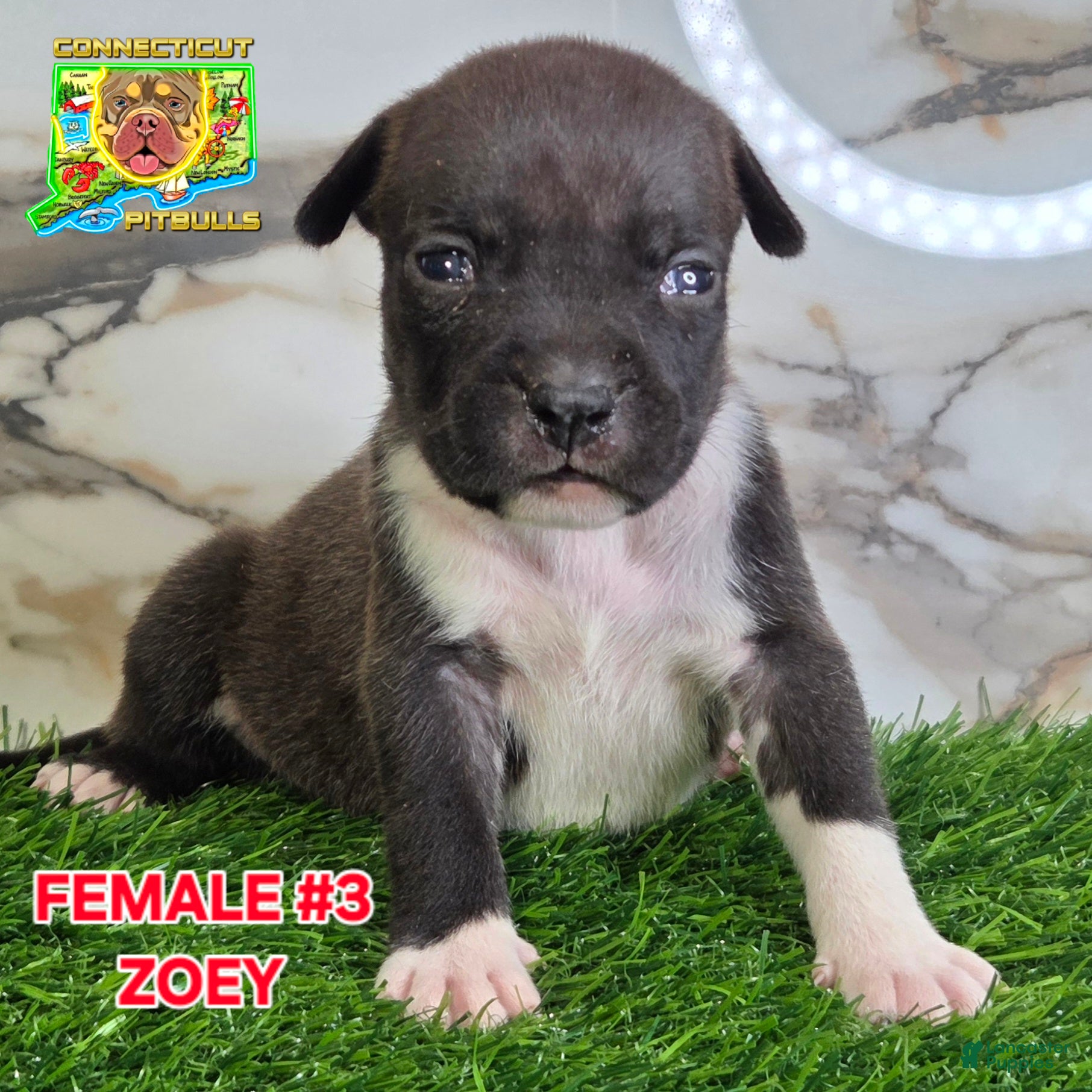 American Bully dogs Zoey - Ad 17