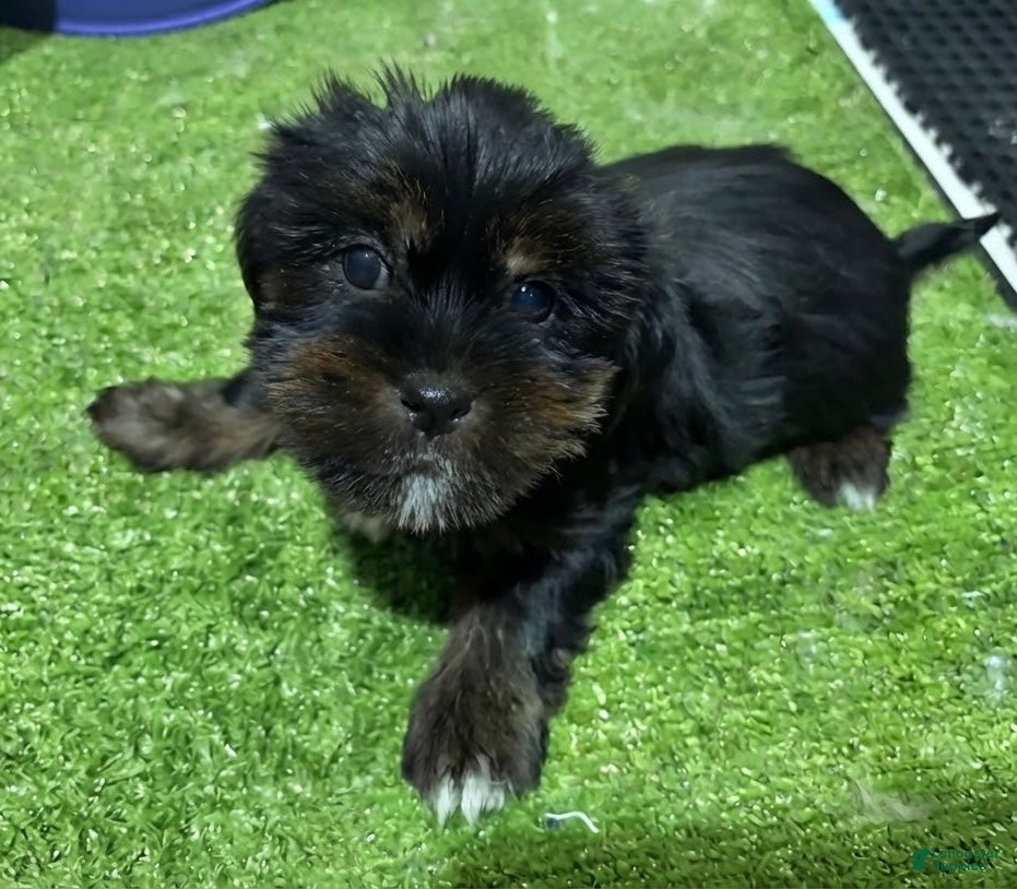 Shorkie dogs Bob - Ad 42