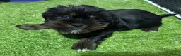 Shorkie dogs for sale: Bob - Ad 1