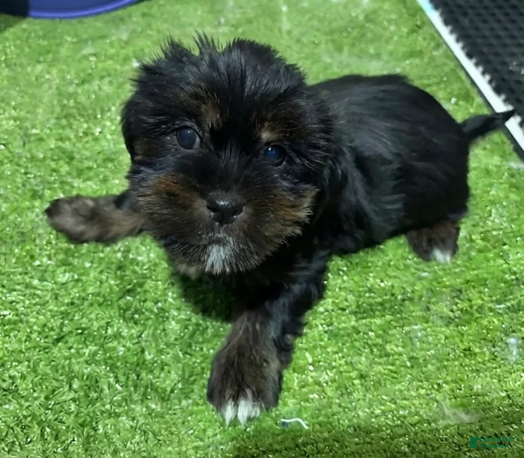Shorkie dogs for sale: Bob - Ad 1