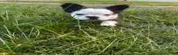 French Bulldog dogs for sale: French Bulldog 3 - Ad 5