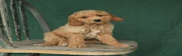 Mini Goldendoodle dogs for sale: Jack  - Ad 1