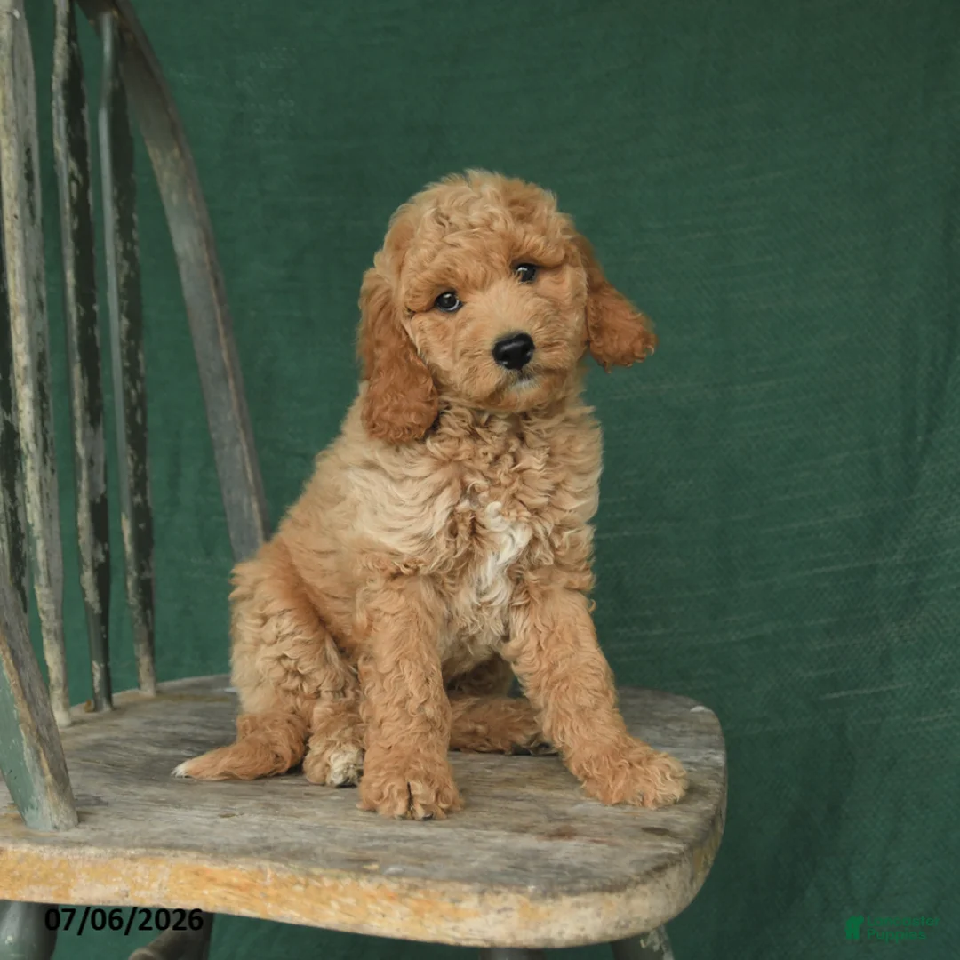 Mini Goldendoodle dogs for sale: Jack  - Ad 1