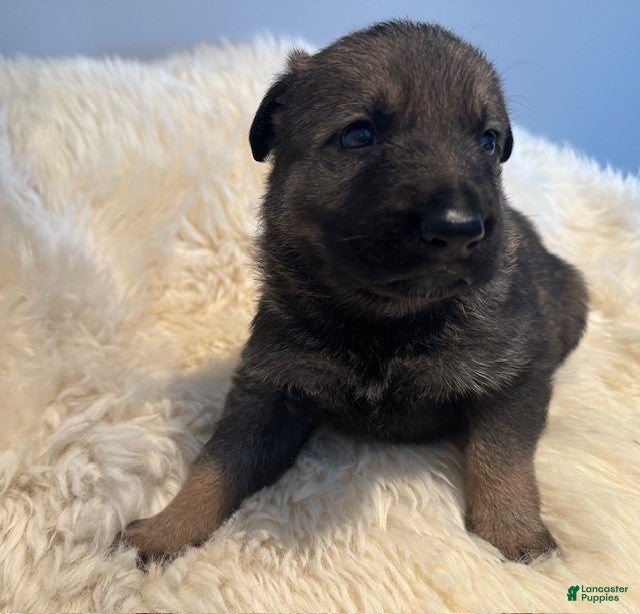 German Shepherd dogs German Shepherd Puppy 4 - Ad 2