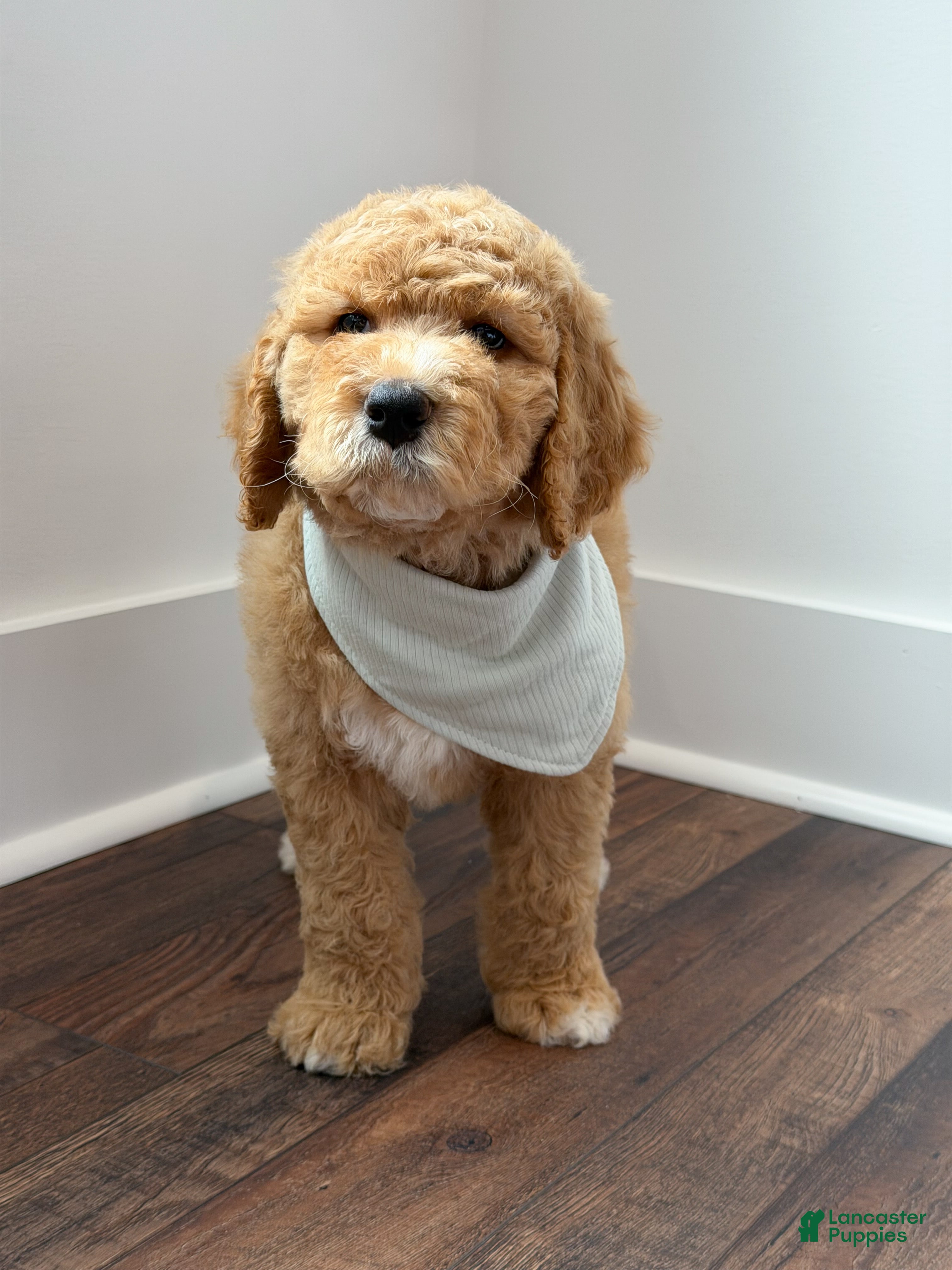 Goldendoodle dogs Raleigh - Ad 1