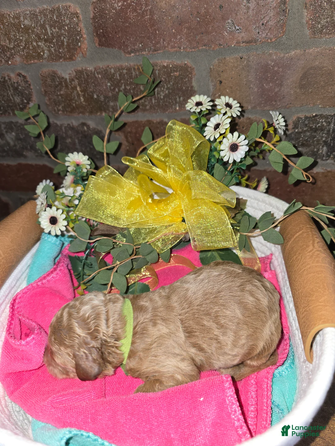 Goldendoodle dogs for sale: Goldendoodle Puppy 9 - Ad 1