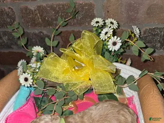 Goldendoodle dogs Goldendoodle Puppy 9 - Ad 41