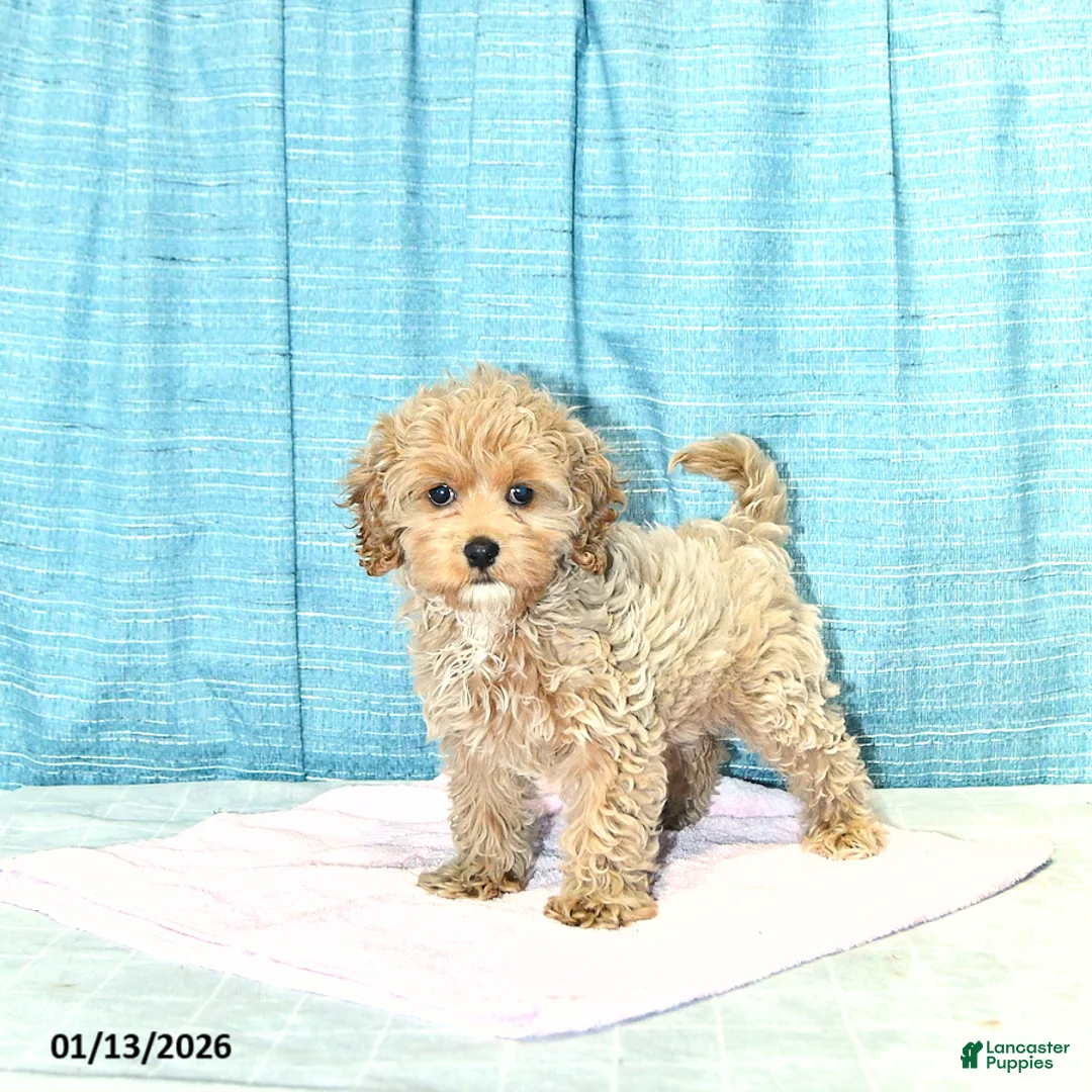 Cockapoo dogs for sale: Bitzy - Ad 4