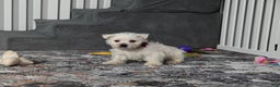 West Highland Terrier dogs for sale: Chip - Ad 3
