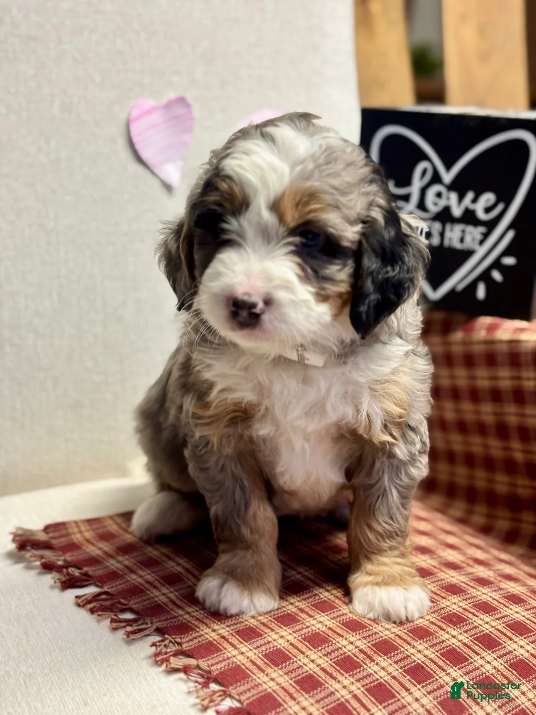 Mini Bernedoodle dogs for sale: Callie Mini Bernedoodle Puppy 1 - Ad 11