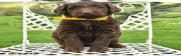 Labradoodle dogs for sale: Bethany - Ad 1