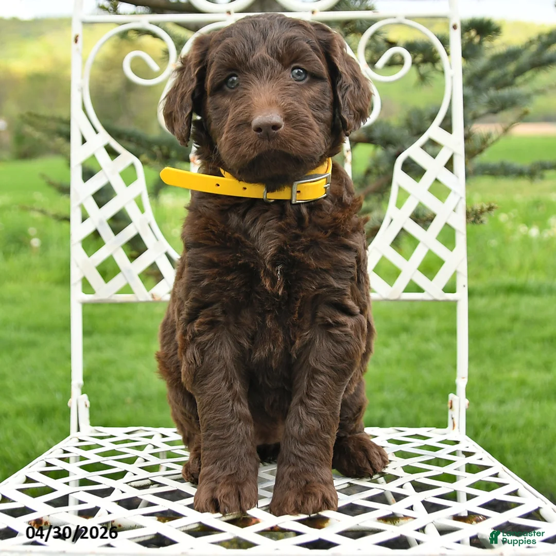 Labradoodle dogs for sale: Bethany - Ad 1