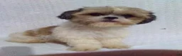 Shih Tzu dogs for sale: Hayes  - Ad 6