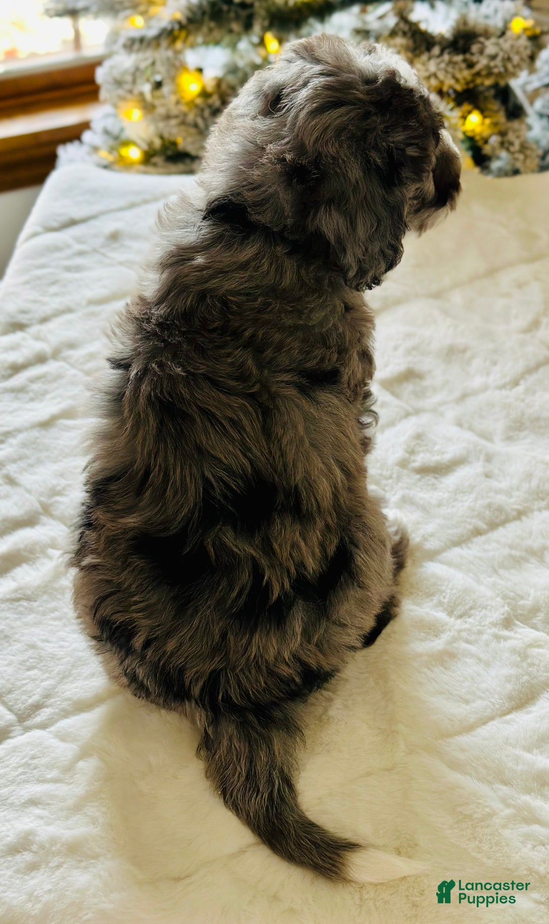 Bernedoodle dogs for sale: Denim  - Ad 4