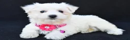 Maltese dogs for sale: Beauty - Ad 5