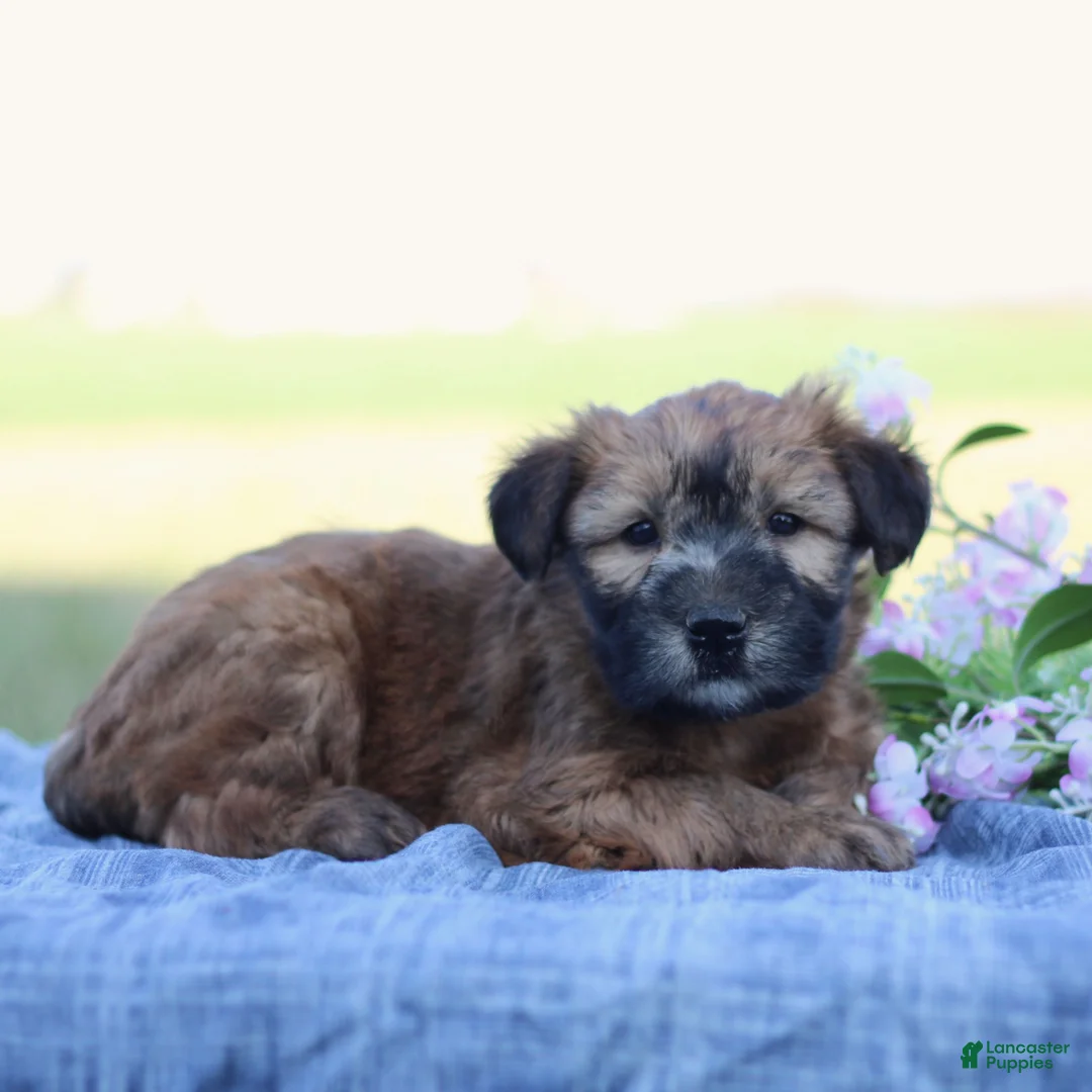 Soft Coated Wheaten Terrier dogs for sale: Gabby  - Ad 1