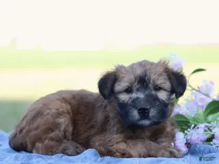 Soft Coated Wheaten Terrier dogs for sale: Gabby - Ad 2