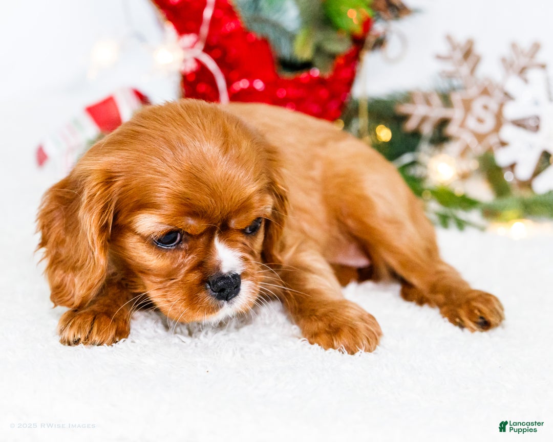 Cavalier King Charles Spaniel dogs for sale: Star - Ad 3