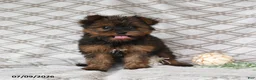 Yorkshire Terrier dogs for sale: Violet - Ad 4