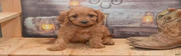Cavapoo dogs for sale: Libby - Ad 4